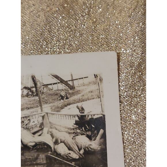 Vintage Photo 1920s Florida Alligators Gators Park Zoo Basking Sunning - Picture 2 of 8